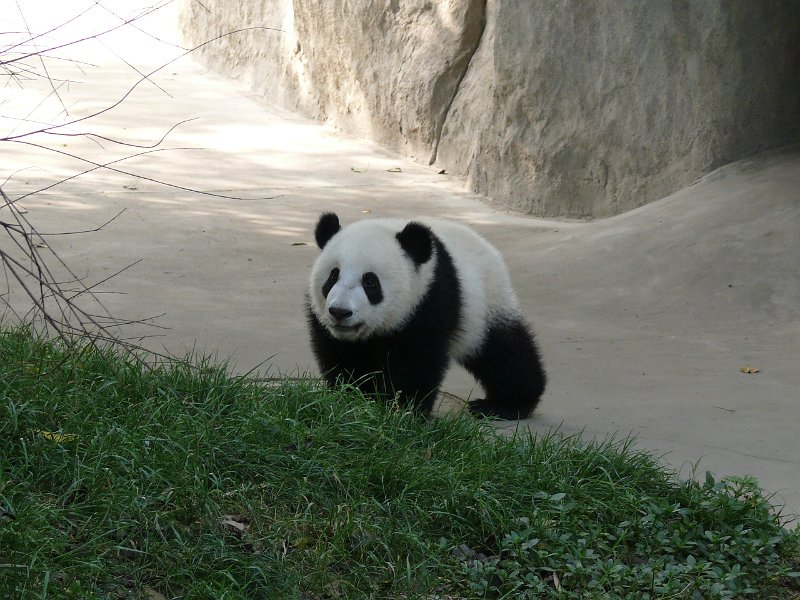 Pandas (044).jpg